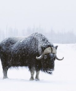 Alaskan Musk Ox, USA N°STRO1